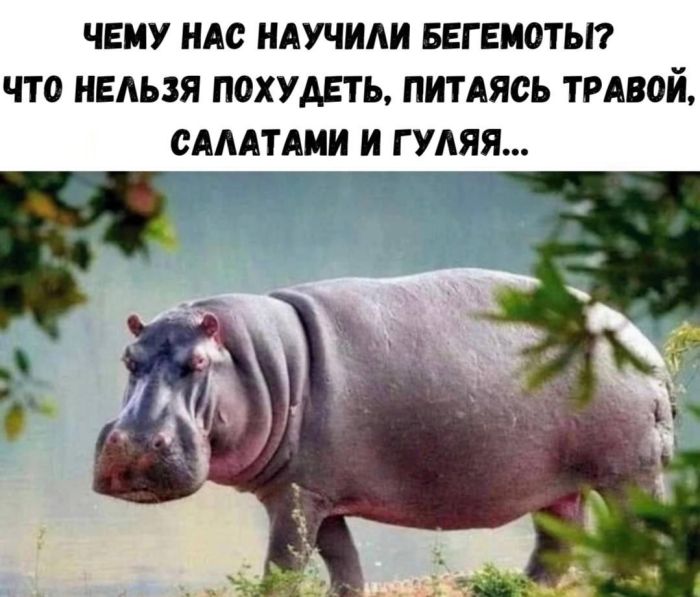 Приколы дня